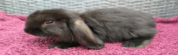 Mini Lop rabbits for sale: Cute French x Mini Lop Ready to Go!!! - Advert 34