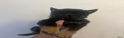 Mixed Breed dogs for sale: German Shepard X Belgian Malinois in Sunderland - Advert 11