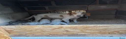 Bocker dogs for sale: Beautiful bocker puppies ready to leave from 28th in Barnsley - Advert 8