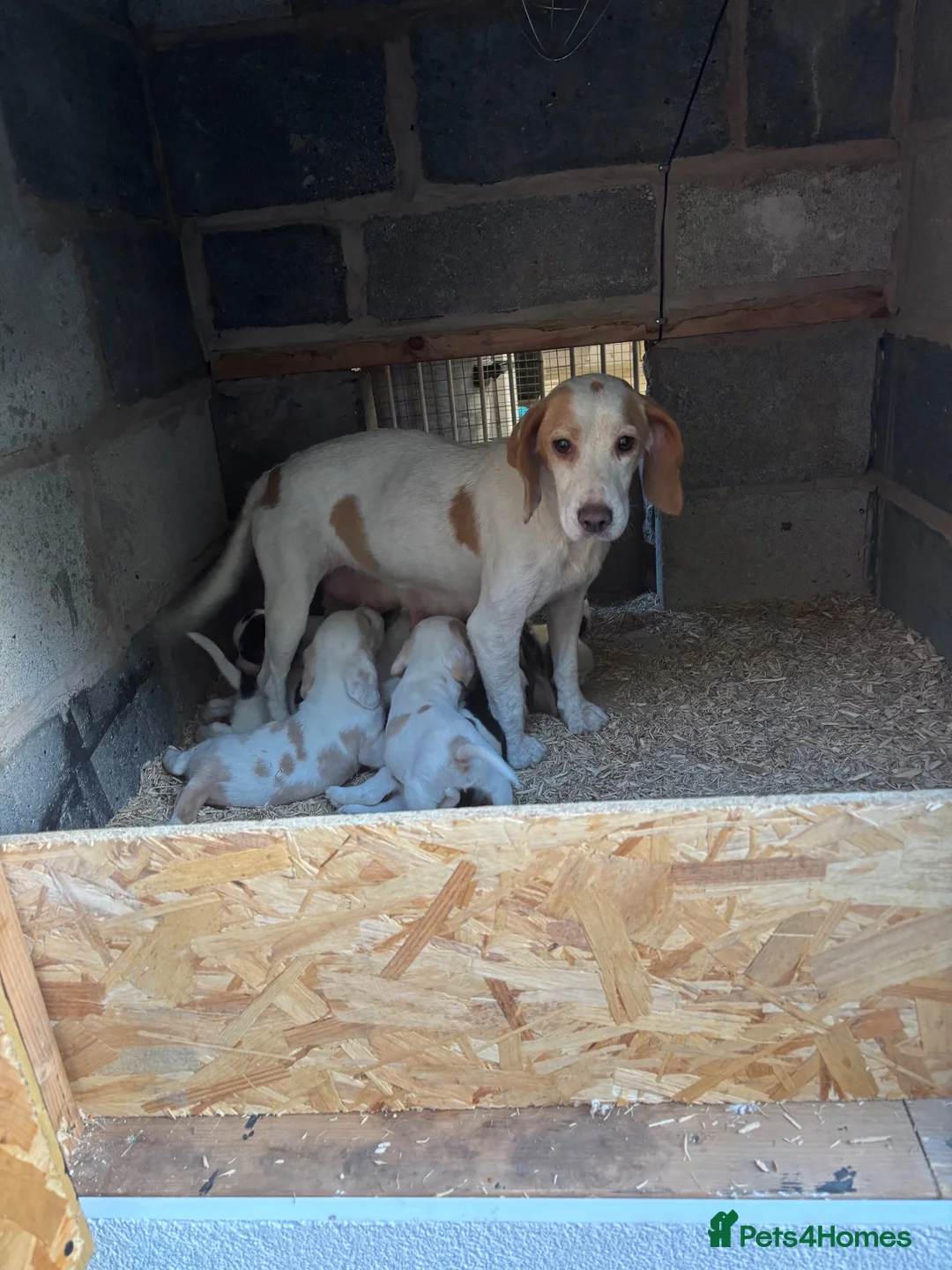 Bocker dogs for sale: Beautiful bocker puppies ready to leave from 28th in Barnsley - Advert 8