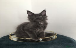 Maine Coon cats for sale: Mainecoons kittens Xl pedigree - Image 11