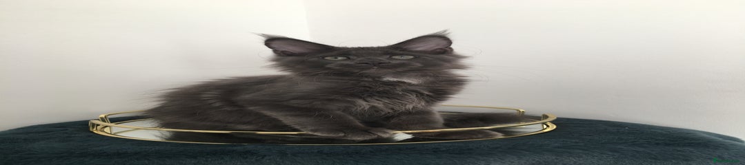 Maine Coon Kitten 4