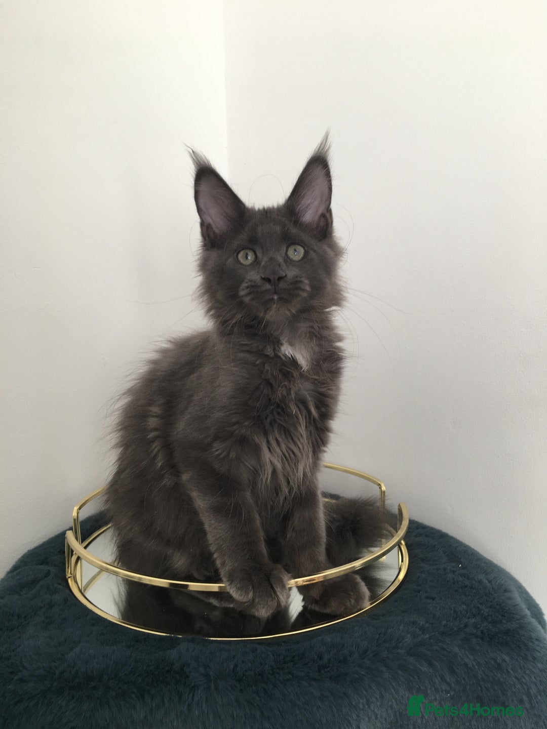 Maine Coon cats for sale: Mainecoons kittens Xl pedigree - Image 11