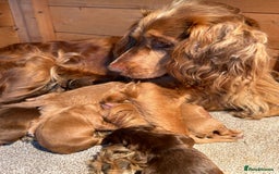 Cockapoo dogs for sale: Cockapoo Puppies 🩷🩷 - Image 8