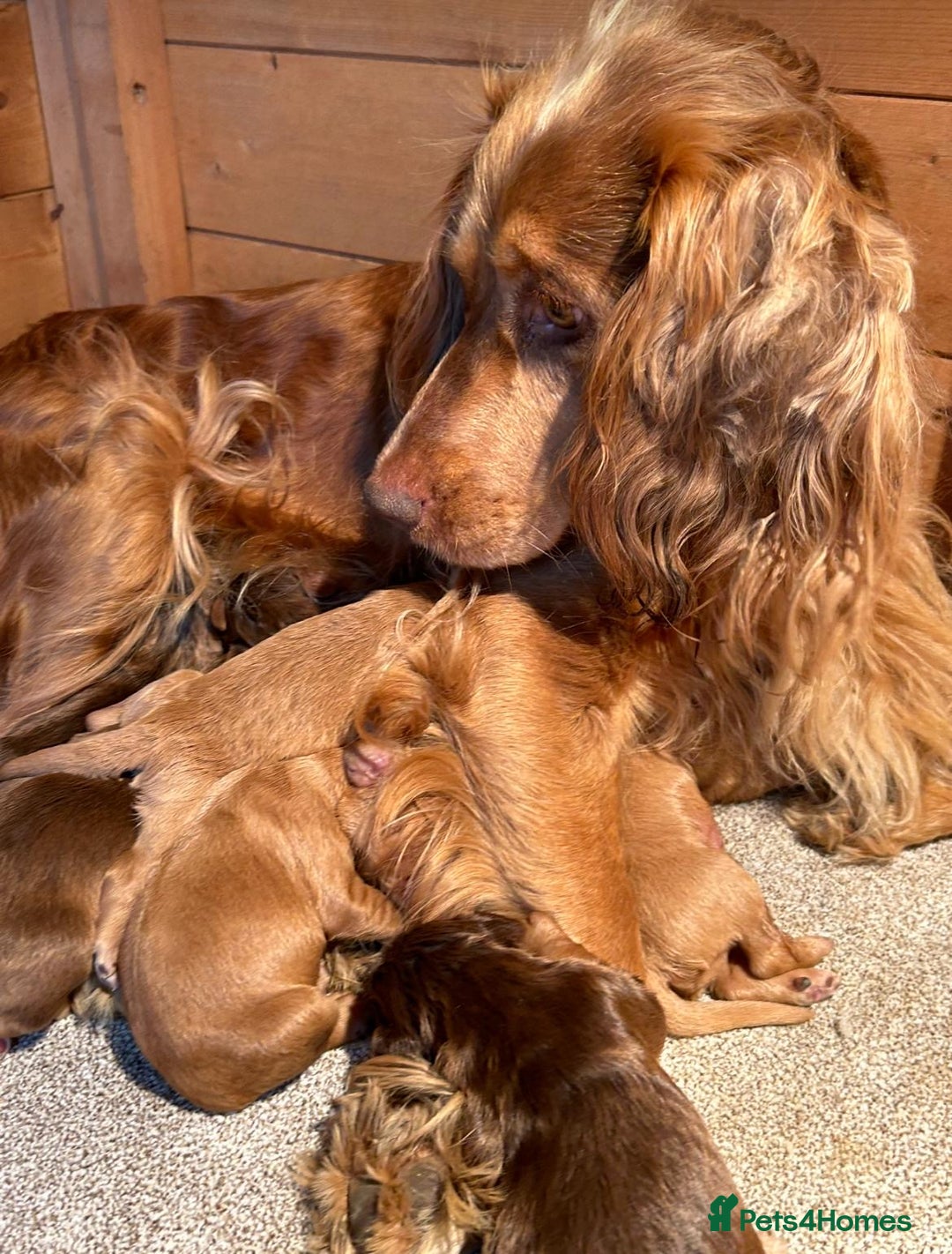 Cockapoo dogs for sale: Cockapoo Puppies 🩷🩷 - Image 8