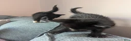 British Longhair cats for sale: Black and white longhair kittens in Ballymena - Advert 8