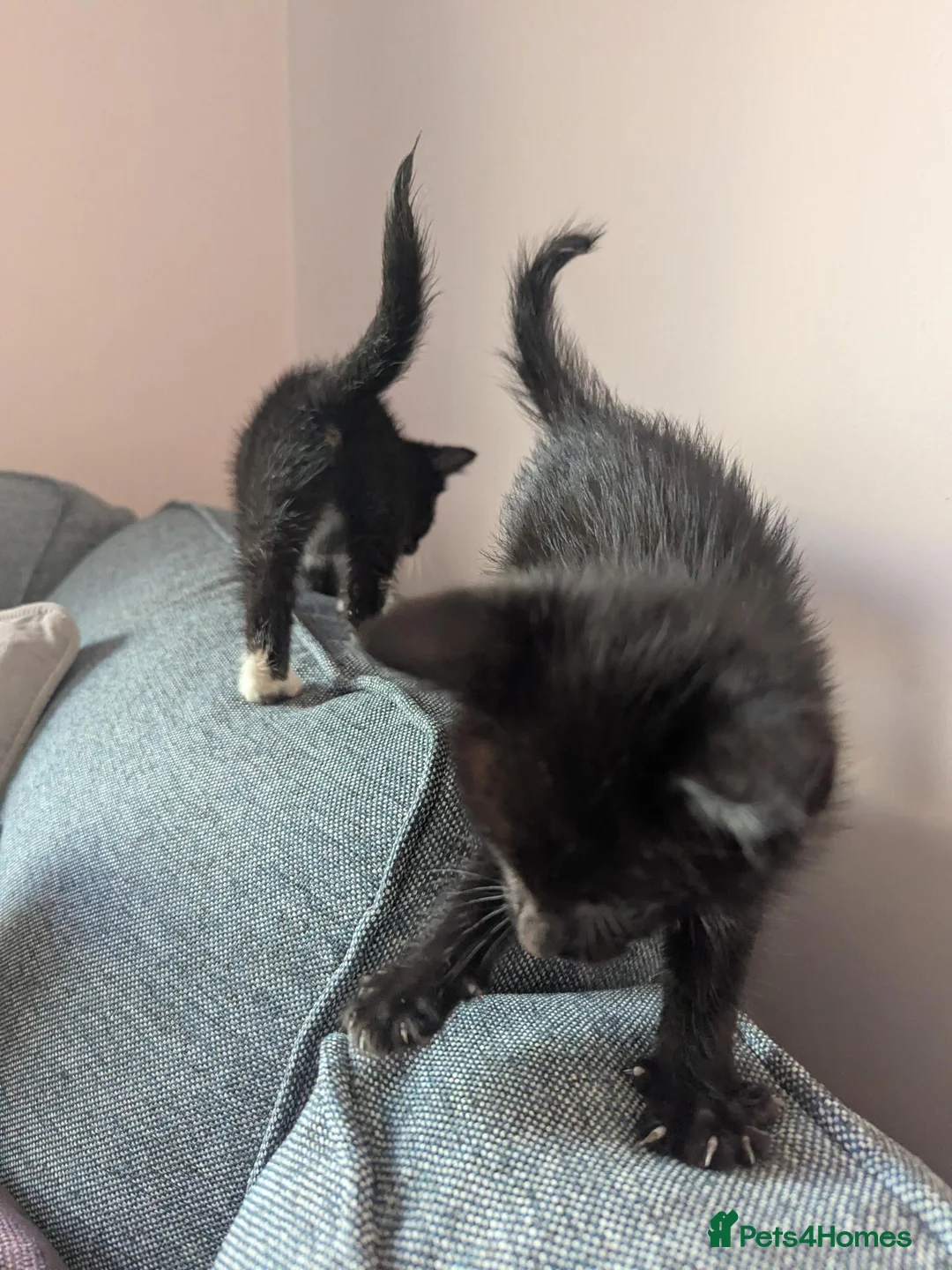 British Longhair cats for sale: Black and white longhair kittens in Ballymena - Advert 8