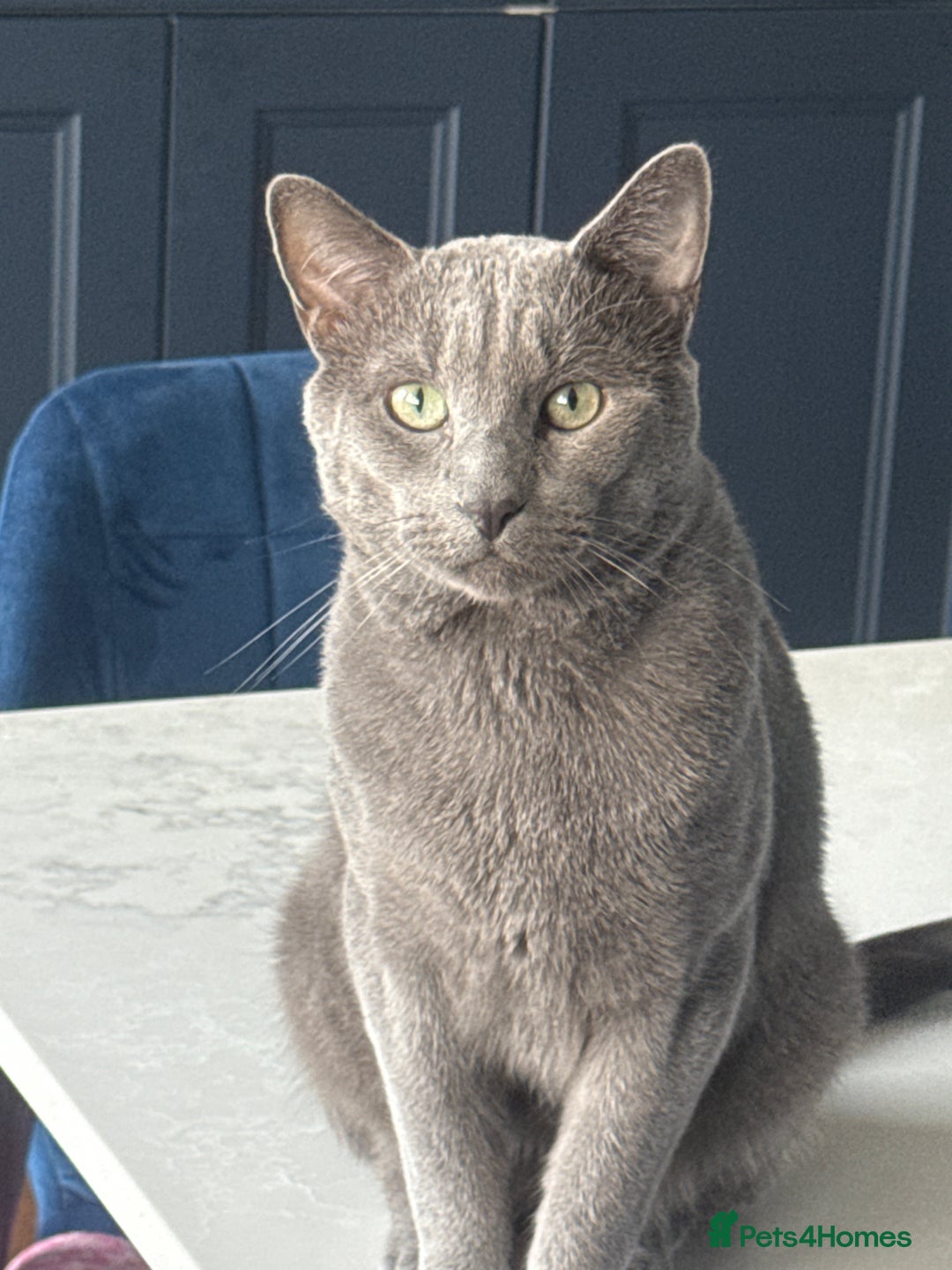 Russian Blue cats for stud: Pure Russian Blue Stud Available for Mating in Chessington - Advert 2