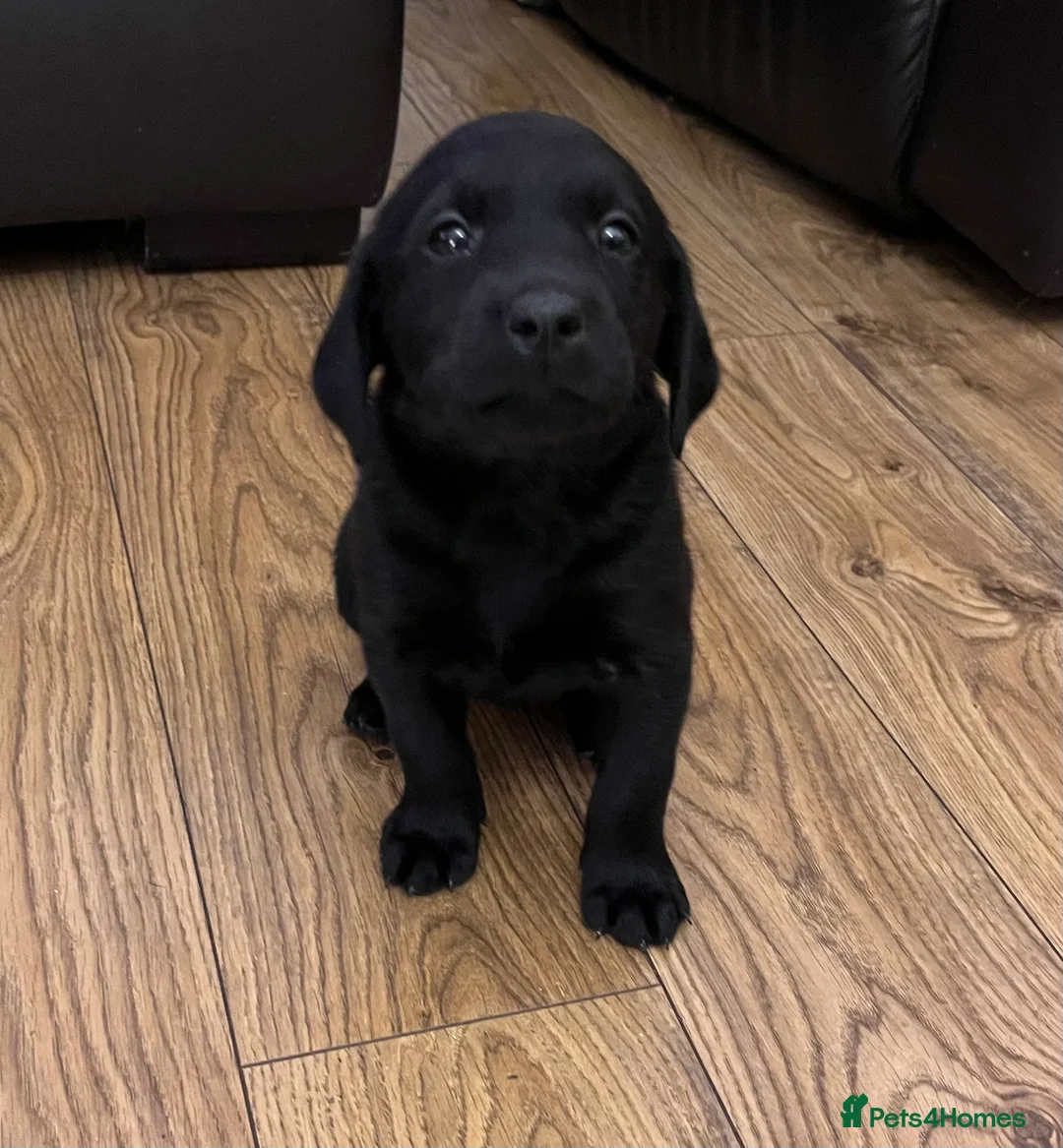 Labrador Retriever dogs for sale: KC Registered Labrador Retriever  - Advert 1