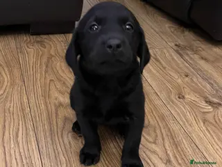 Labrador Retriever dogs KC Registered Labrador Retriever - Advert 1