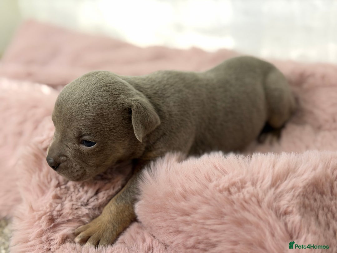 Olde English Bulldogge dogs for sale: Old English Bulldog PUPPIES 👀‼️ - Image 12