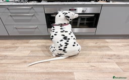 Mixed Breed dogs for sale: Dalmatian x Labrador puppies due in November  - Image 3