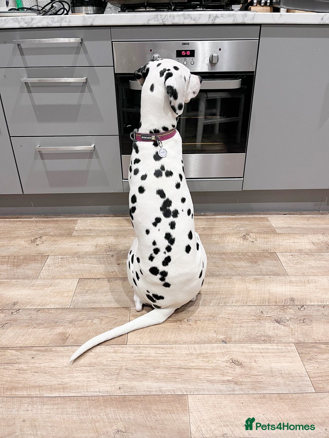 Mixed Breed dogs for sale: Dalmatian x Labrador puppies due in November  - Image 3