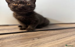 British Shorthair cats for sale: BSH kitten classic & chinchilla bloodline - Image 29