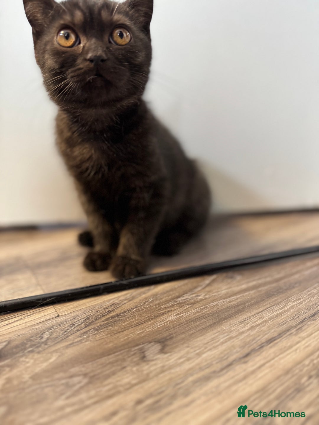 British Shorthair cats for sale: BSH kitten classic & chinchilla bloodline - Image 29