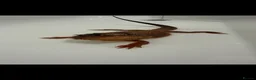 Bearded Dragon reptiles for sale: Red monster bearded dragon with full setup  in Macclesfield - Advert 6