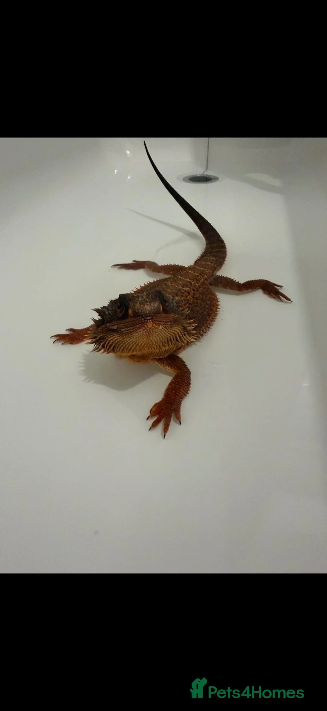 Bearded Dragon reptiles for sale: Red monster bearded dragon with full setup  in Macclesfield - Advert 6