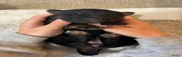 German Shepherd dogs for sale: Healthy & Chunky German Shepherd Puppies in Betws-y-Coed - Advert 16