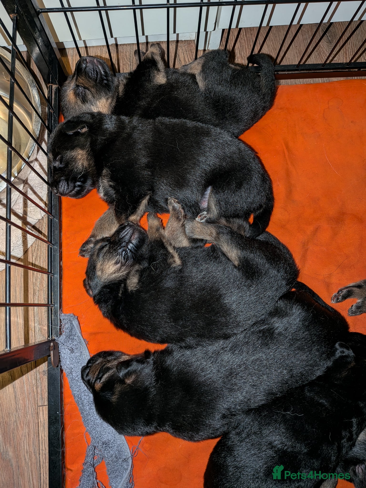 German Shepherd dogs Beautiful German Shepherd Pups - Advert 2
