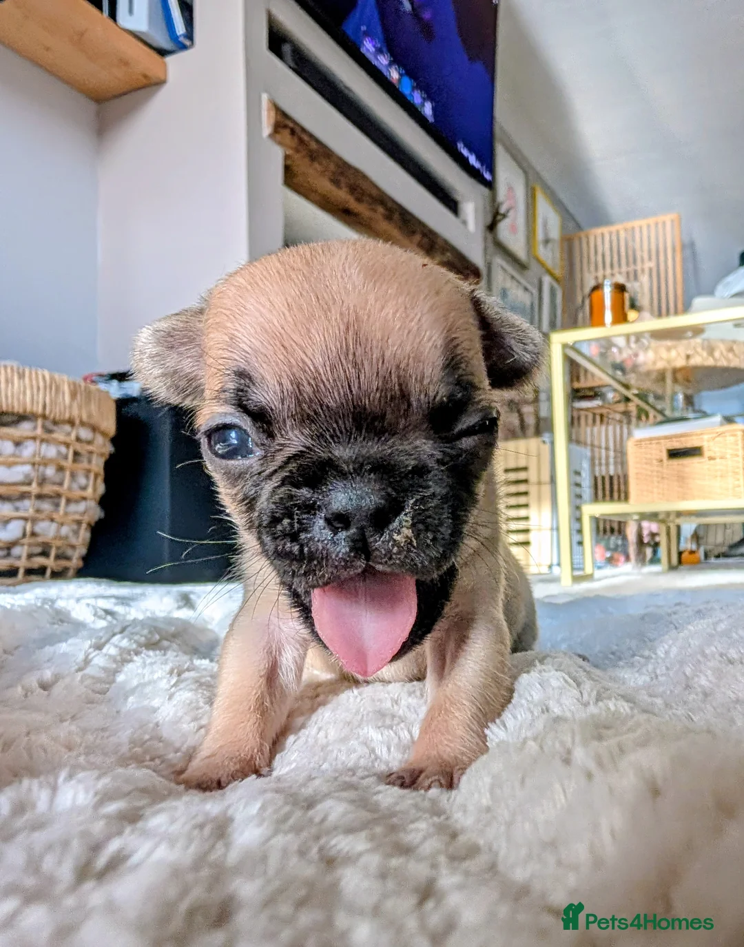 French Bulldog dogs for sale: *last one*Mixed (75%) French Bulldog Frenchie - Advert 16