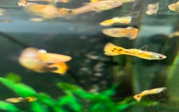 Live Bearers fish for sale: Guppies  - Image 9
