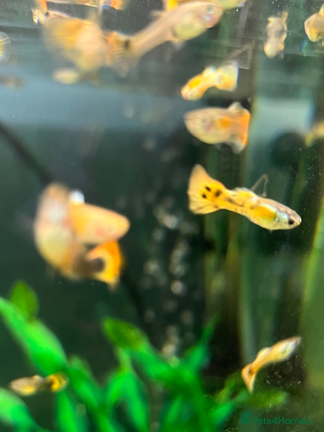 Live Bearers fish for sale: Guppies  - Image 9