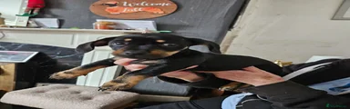 Mixed Breed 1
