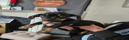 Mixed Breed dogs for sale: Last female  - Advert 5