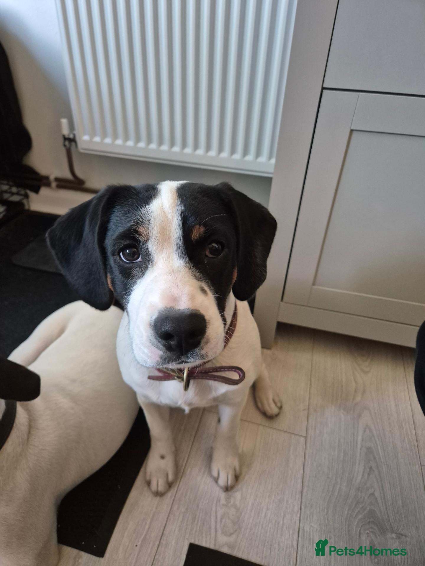 Mixed Breed dogs Cupcake - Advert 18