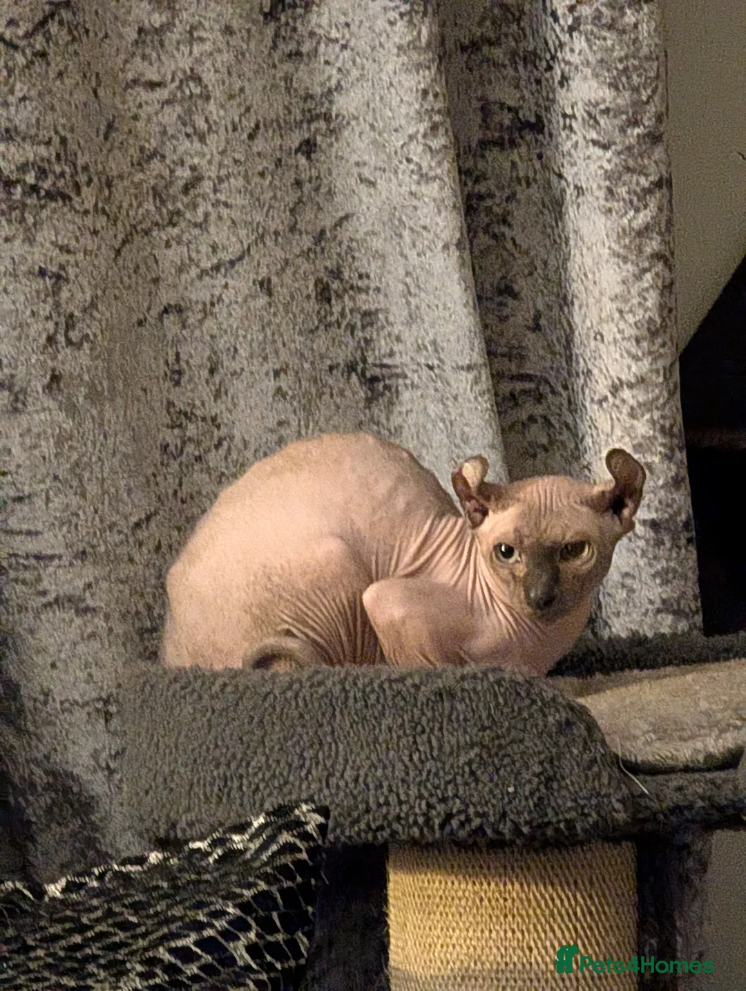 Sphynx cats for stud: Blue Mink Elf Sphynx for stud - Advert 6