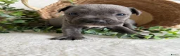 Staffordshire Bull Terrier dogs for sale: STUNNING BLUE KC STAFFORDSHIRE BULL TERRIERS  - Advert 7