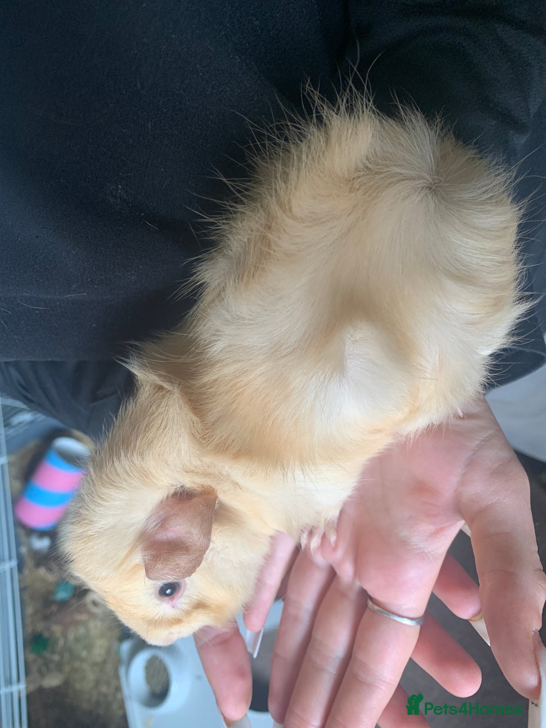 Guinea Pig rodents for sale: 2 male bore Guinea pigs  - Image 2