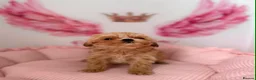 Maltipoo dogs for sale: Unique Love -Tiny Asian Maltipoo  - Advert 6