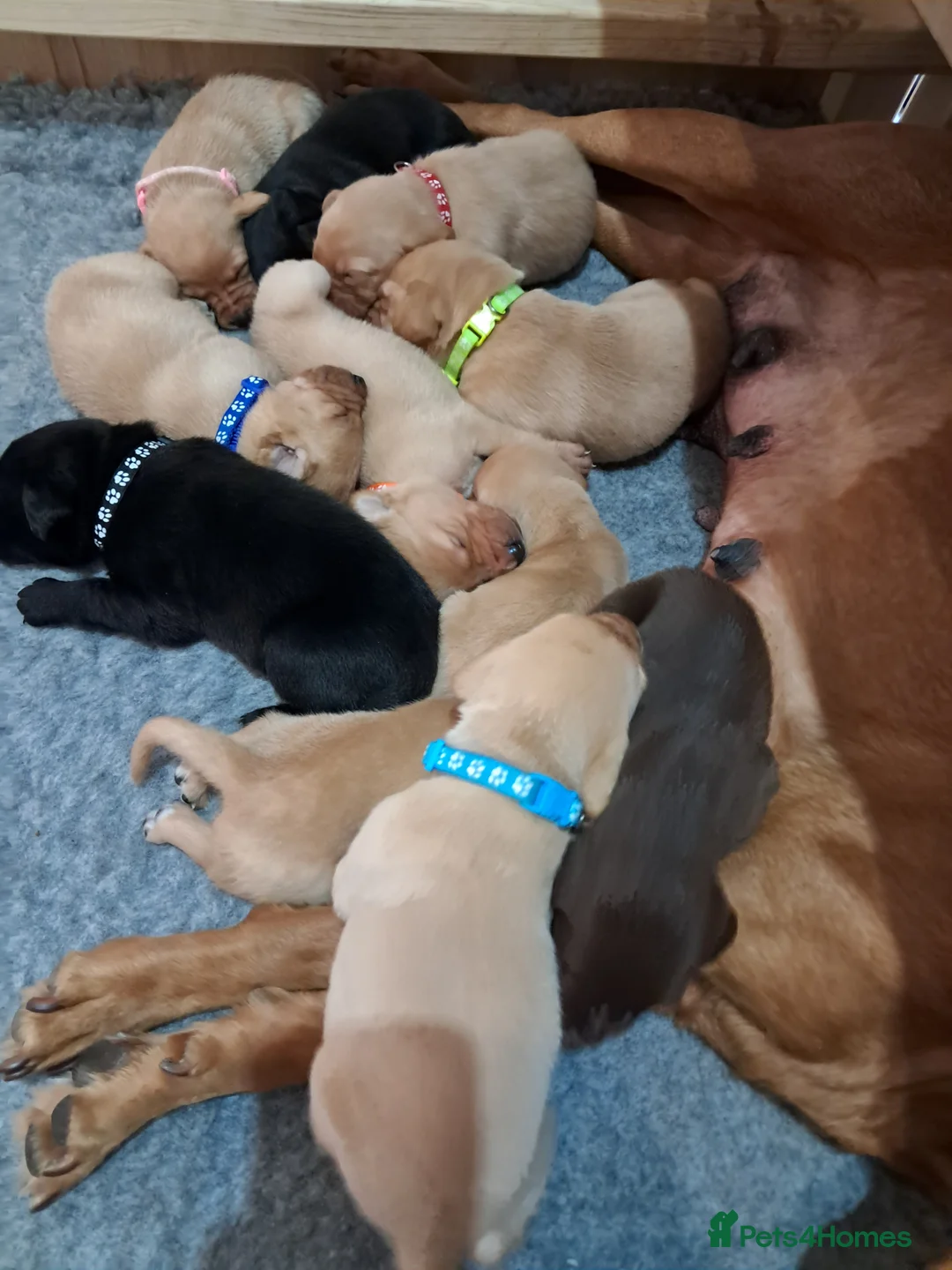 Labrador Retriever dogs for sale: Labrador Puppies - Advert 1