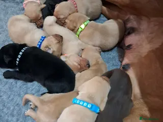 Labrador Retriever dogs Labrador Puppies - Advert 5