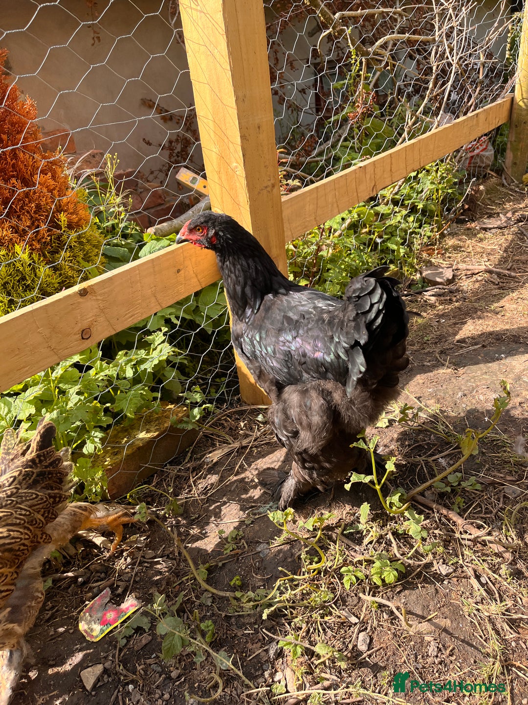 Chickens poultry for sale: 2 Brahma cockrels - Image 2