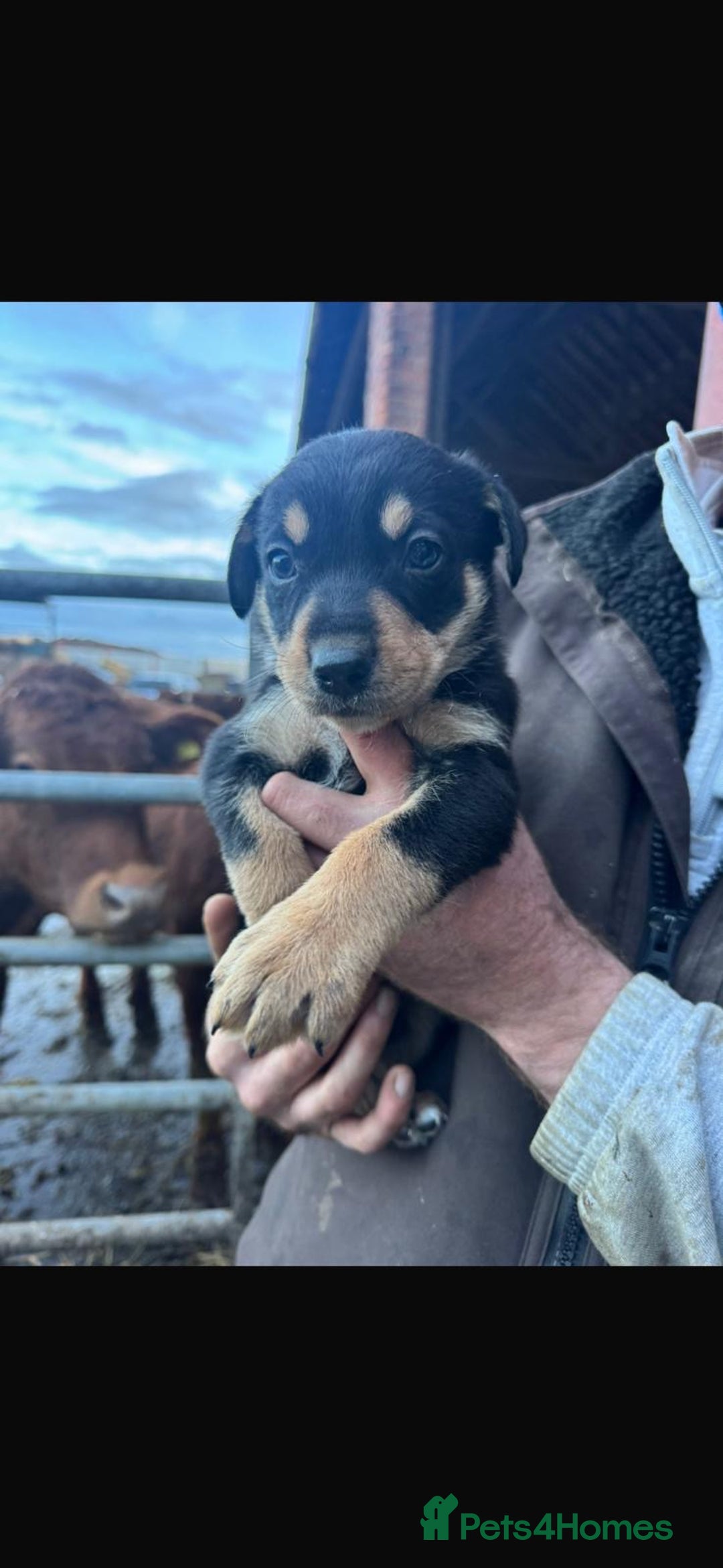 Border Collie dogs for sale: Collie X Huntaway Pups - Advert 1