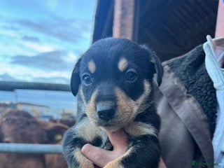 Border Collie dogs Collie X Huntaway Pups - Advert 1