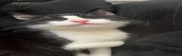 Mixed Breed cats for sale: 7 month old tuxedo cat Domino in Bradford - Advert 3