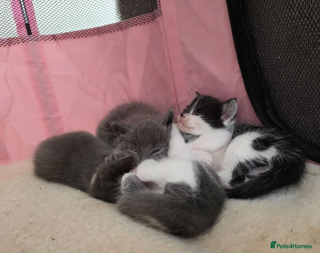 Mixed Breed cats for sale: MAINE COON x ORIENTAL MIX - Advert 2