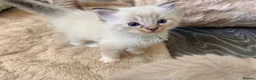 Ragdoll cats for sale: Ragdoll kittens  - Advert 1