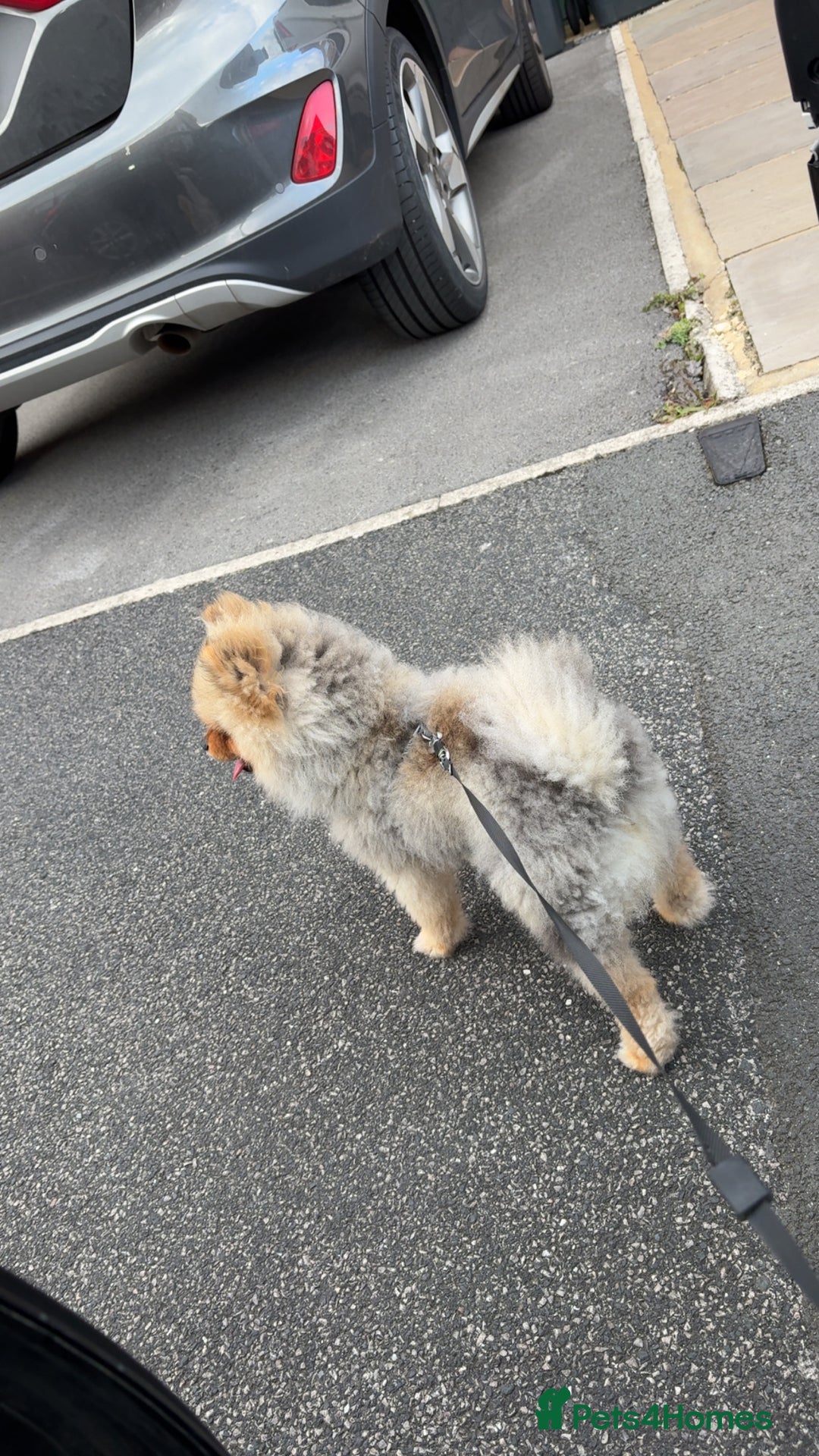 Pomeranian dogs for stud: 🐾 Handsome Pomeranian Stud – Meet Ice 🧊 - Image 4