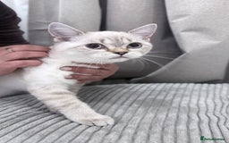 British Shorthair cats for sale: British Shorthair & Scottish Fold - Image 8