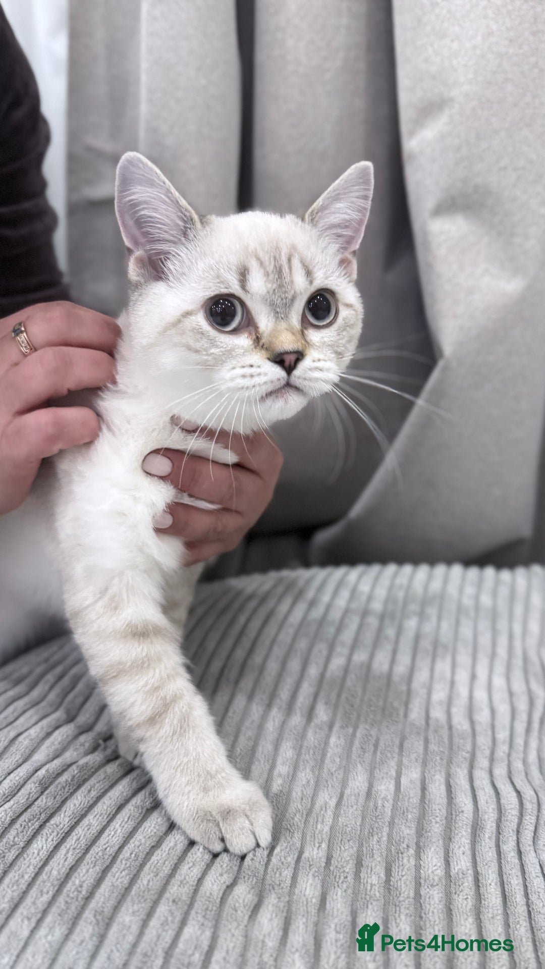 British Shorthair cats for sale: British Shorthair & Scottish Fold - Image 8