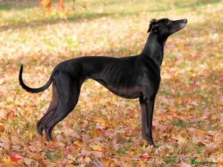 Mixed Breed dogs Bedlington x Whippets - Advert 1
