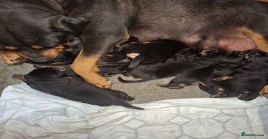 Mixed Breed dogs - Advert 16