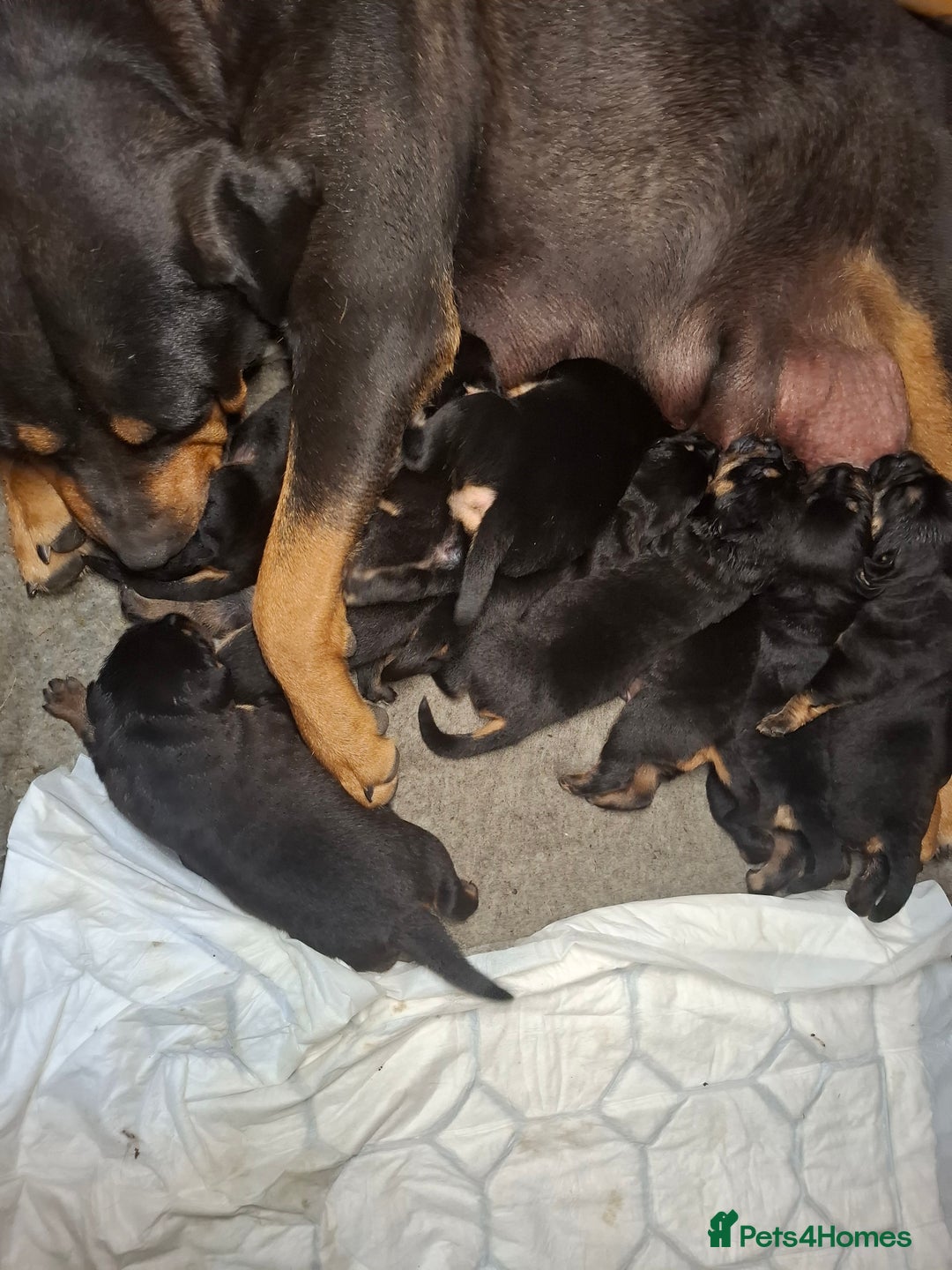 Mixed Breed dogs for sale: A stunning litter of gsd x rottie x mastiff pups  - Image 2