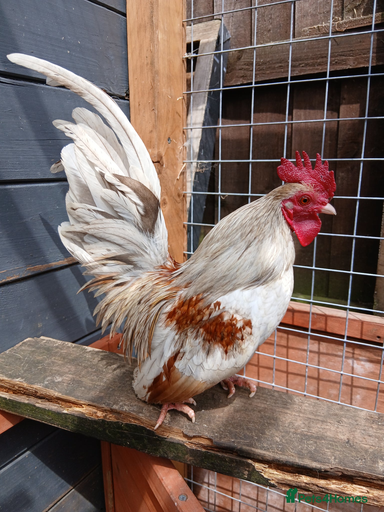 Chickens poultry Serama Cockerell and 2 hens - Advert 1