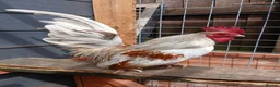 Chickens poultry for sale: Serama Cockerell and 2 hens - Advert 1