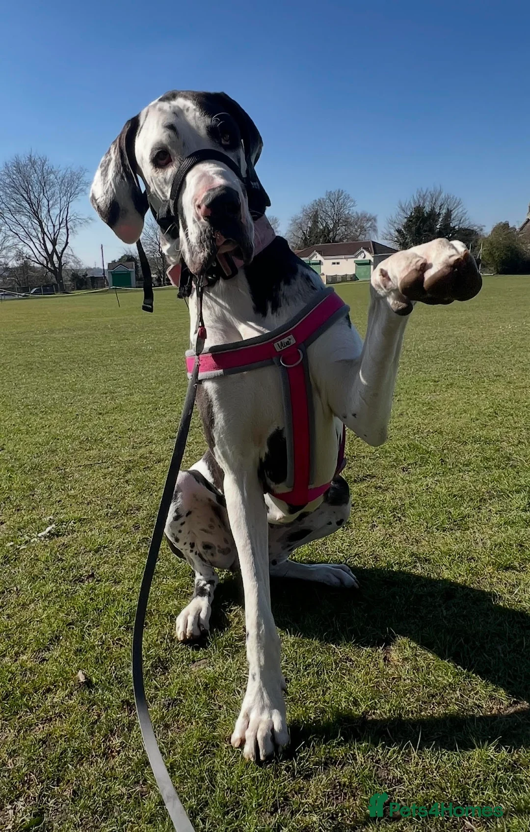 Great Dane dogs for sale: Top Quality KC Registered Great Dane Puppies - Advert 6